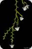 Dendrobium uncatum